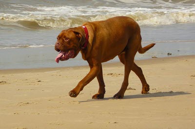 image for Heat Stroke in Dogs, Part 1: Prevention